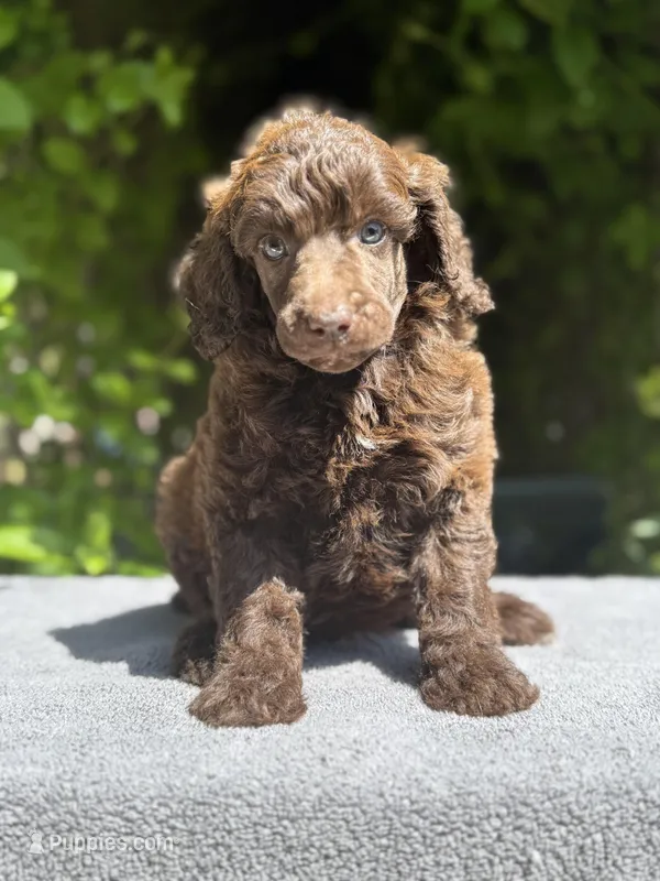 Anya baby male #3 – Poodle - Standard  puppy for sale in Kelso, WA