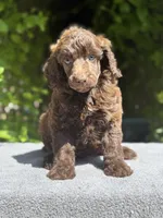 Anya baby male #3, a male Poodle - Standard  for sale in Kelso, WA – Photo 1 of 8