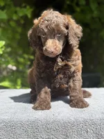 Anya baby male #3, a male Poodle - Standard  for sale in Kelso, WA – Photo 2 of 8