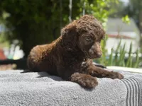 Anya baby male #3, a male Poodle - Standard  for sale in Kelso, WA – Photo 5 of 8