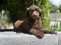 Anya baby male #3, a male Poodle - Standard  for sale in Kelso, WA – Photo 8 of 8