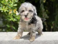 Snowball baby #6 blue eyes , a female Miniature Goldendoodle for sale in Kelso, WA – 1 of 6