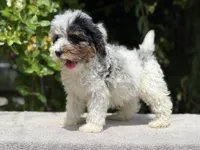 Snowball baby #4, a male Miniature Goldendoodle for sale in Kelso, WA – 2 of 5