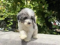 Snowball baby #2 , a male Miniature Goldendoodle for sale in Kelso, WA – 4 of 4