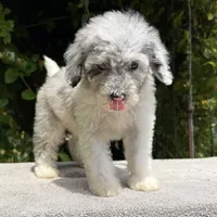 Snowball baby #1 blue eyes, a male Miniature Goldendoodle for sale in Kelso, WA – 2 of 7