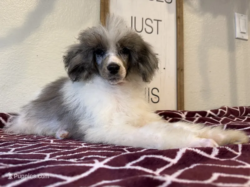 Lola~ blue Merle tri