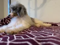 processed/774f2683-3542-41a0-8f6c-48e0fa56060e/listing/cd0c5f1e-d5c1-4209-96cc-b0f27e5591a0/cce723bf-ba5e-41bc-b2b6-641ad5cd2822