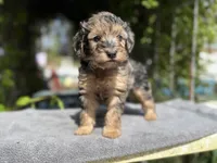 F1b male #3 Merle phantom, a male Goldendoodle for sale in Kelso, WA – Photo 2 of 5