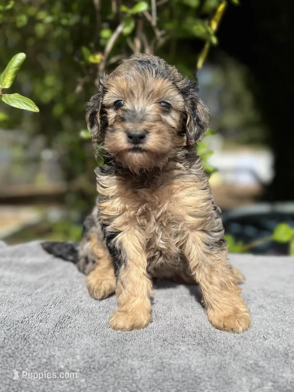F1b male #3 Merle phantom – Goldendoodle puppy for sale in Kelso, WA
