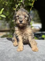 F1b male #3 Merle phantom, a male Goldendoodle for sale in Kelso, WA – Photo 1 of 5