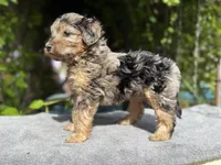 F1b male #3 Merle phantom, a male Goldendoodle for sale in Kelso, WA – Photo 4 of 5