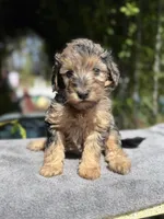 F1b male #3 Merle phantom, a male Goldendoodle for sale in Kelso, WA – Photo 3 of 5