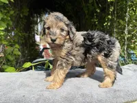 F1b male #3 Merle phantom, a male Goldendoodle for sale in Kelso, WA – Photo 5 of 5