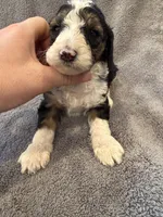 Male #5 F1bb tri, a female Goldendoodle for sale in Kelso, WA – Photo 3 of 4