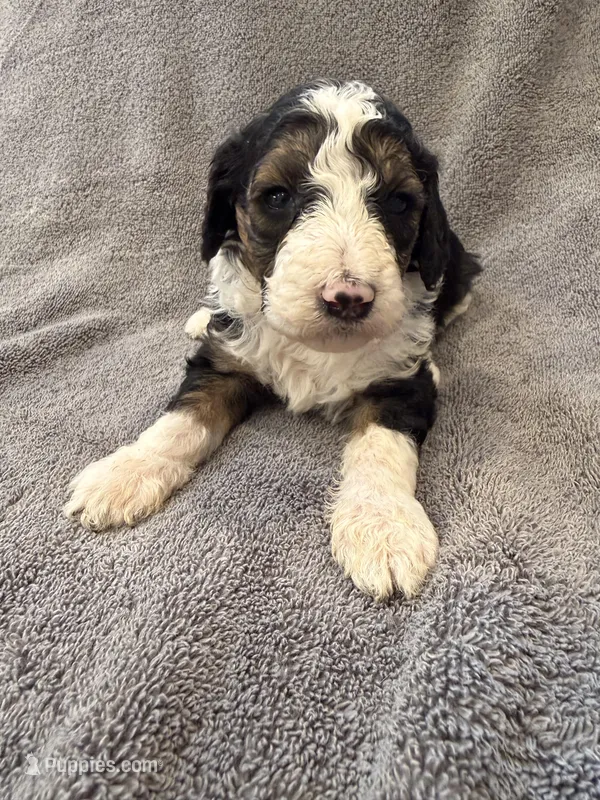 Male #5 F1bb tri – Goldendoodle puppy for sale in Kelso, WA