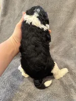 Male #5 F1bb tri, a female Goldendoodle for sale in Kelso, WA – Photo 4 of 4