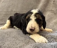 Male #5 F1bb tri, a female Goldendoodle for sale in Kelso, WA – Photo 2 of 4