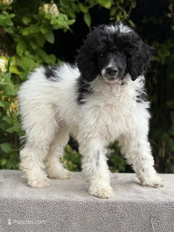 Anya baby female #1 – Poodle - Standard  puppy for sale in Kelso, WA