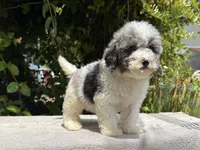 Snowball baby #2 , a male Miniature Goldendoodle for sale in Kelso, WA – 3 of 4