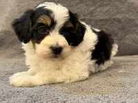 F1bb mini tri male #3, a male Miniature Goldendoodle for sale in Kelso, WA – Photo 3 of 6