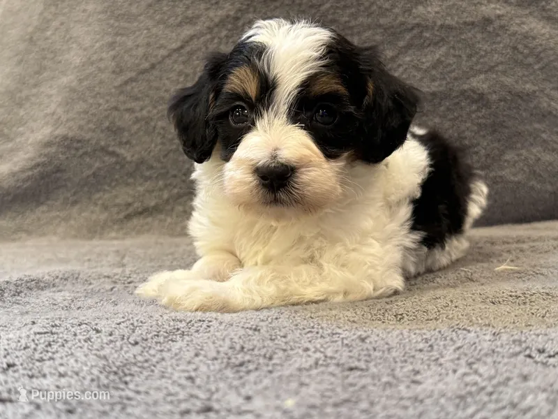 F1bb mini tri male #3 – Miniature Goldendoodle puppy for sale in Kelso, WA