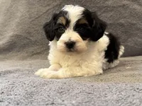 F1bb mini tri male #3, a male Miniature Goldendoodle for sale in Kelso, WA – Photo 1 of 6