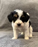 F1bb mini tri male #3, a male Miniature Goldendoodle for sale in Kelso, WA – Photo 2 of 6