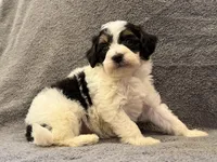 F1bb mini tri male #3, a male Miniature Goldendoodle for sale in Kelso, WA – Photo 6 of 6