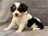 F1bb mini tri male #3, a male Miniature Goldendoodle for sale in Kelso, WA – Photo 4 of 6