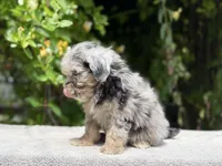 Snowball baby #6 blue eyes , a female Miniature Goldendoodle for sale in Kelso, WA – 2 of 6