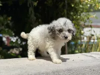 Snowball baby #5, a female Miniature Goldendoodle for sale in Kelso, WA – 3 of 5