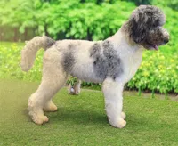 F1 phantom mini embark tested, a female Miniature Goldendoodle for sale in Kelso, WA – 8 of 8