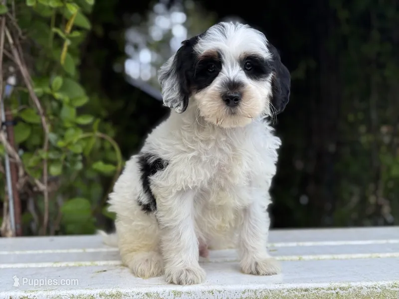 F1bb mini tri male #2 – Miniature Goldendoodle puppy for sale in Kelso, WA