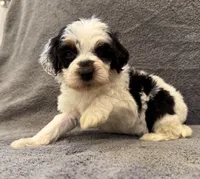 F1bb mini tri male #2, a male Miniature Goldendoodle for sale in Kelso, WA – Photo 5 of 6