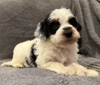 F1bb mini tri male #2, a male Miniature Goldendoodle for sale in Kelso, WA – Photo 3 of 6