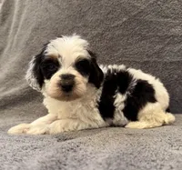 F1bb mini tri male #2, a male Miniature Goldendoodle for sale in Kelso, WA – Photo 6 of 6