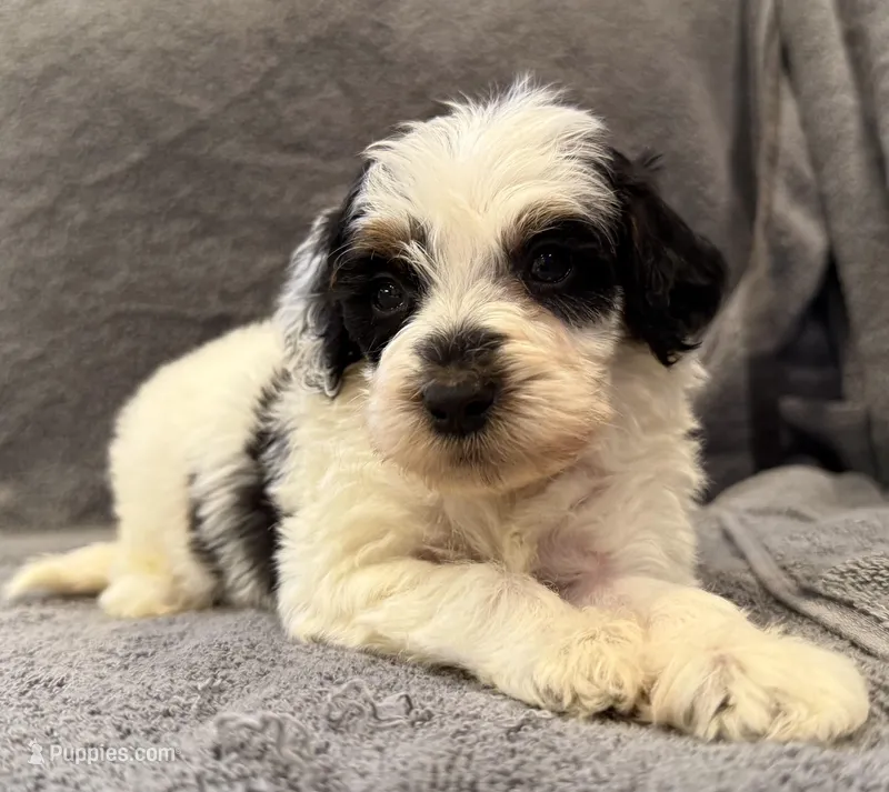 F1bb mini tri male #2 – Miniature Goldendoodle puppy for sale in Kelso, WA