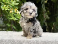Snowball baby #6 blue eyes , a female Miniature Goldendoodle for sale in Kelso, WA – 5 of 6