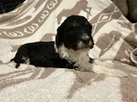 Female #1 Tri, a female Goldendoodle for sale in Kelso, WA – Photo 4 of 6