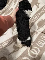 Female #1 Tri, a female Goldendoodle for sale in Kelso, WA – Photo 6 of 6