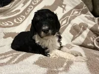 Female #1 Tri, a female Goldendoodle for sale in Kelso, WA – Photo 1 of 6