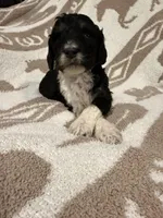 Female #1 Tri, a female Goldendoodle for sale in Kelso, WA – Photo 5 of 6