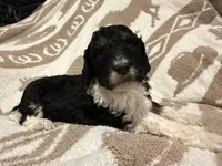 Female #1 Tri, a female Goldendoodle for sale in Kelso, WA – Photo 3 of 6