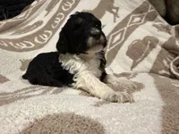 Female #1 Tri, a female Goldendoodle for sale in Kelso, WA – Photo 2 of 6