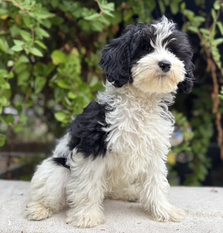 Fatty patty black & white parti mini – Miniature Goldendoodle puppy for sale in Kelso, WA