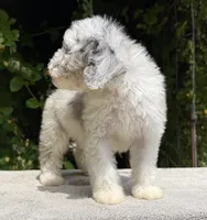 Snowball baby #1 blue eyes, a male Miniature Goldendoodle for sale in Kelso, WA – 6 of 7