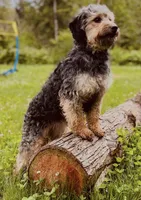 F1 phantom mini embark tested, a female Miniature Goldendoodle for sale in Kelso, WA – 2 of 8