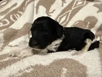 Male #4 f1bb, a female Goldendoodle for sale in Kelso, WA – Photo 3 of 7