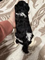 Male #4 f1bb, a female Goldendoodle for sale in Kelso, WA – Photo 7 of 7