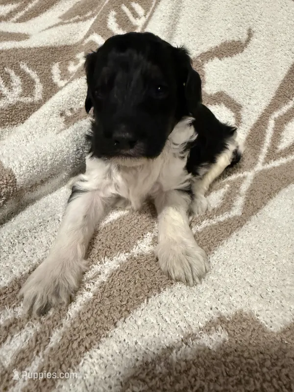 Male #4 f1bb – Goldendoodle puppy for sale in Kelso, WA